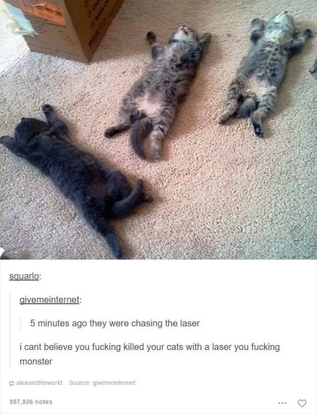 Hilarious cat posts - #47 