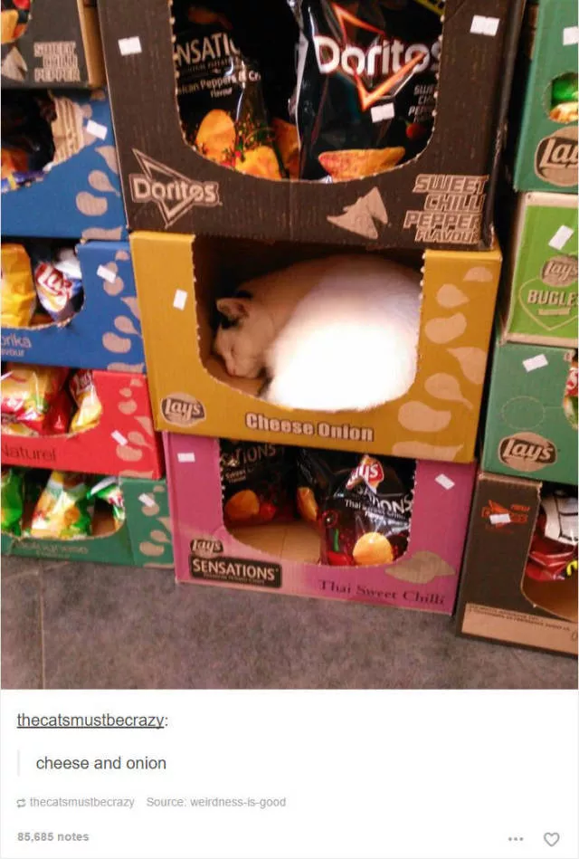 Hilarious cat posts - #7 