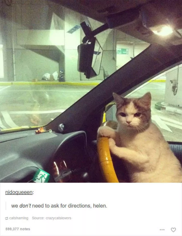 Hilarious cat posts - #9 