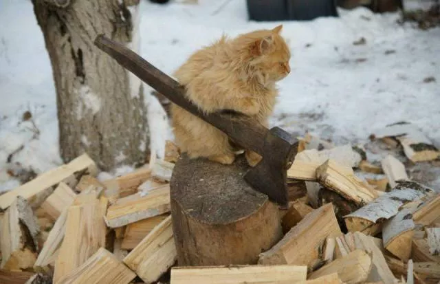 Picdump 39 - #11 