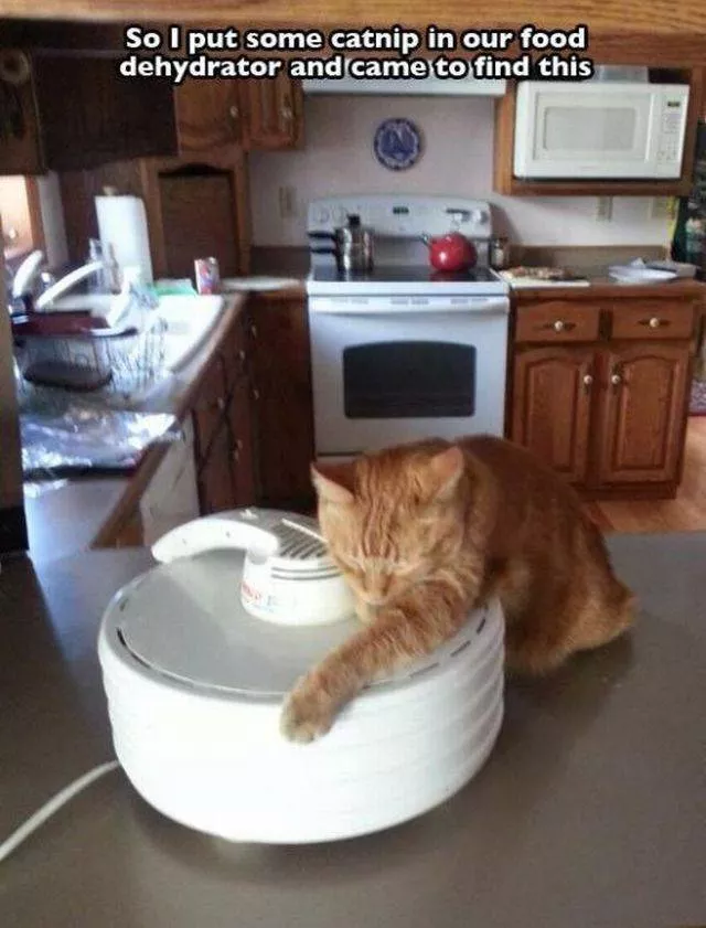 Picdump 39 - #52 