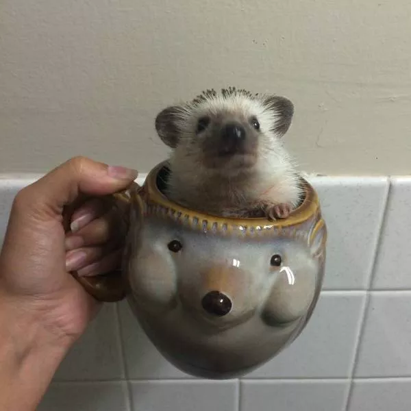 Picdump 39 - #81 