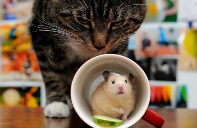 Picdump 39 - #92 