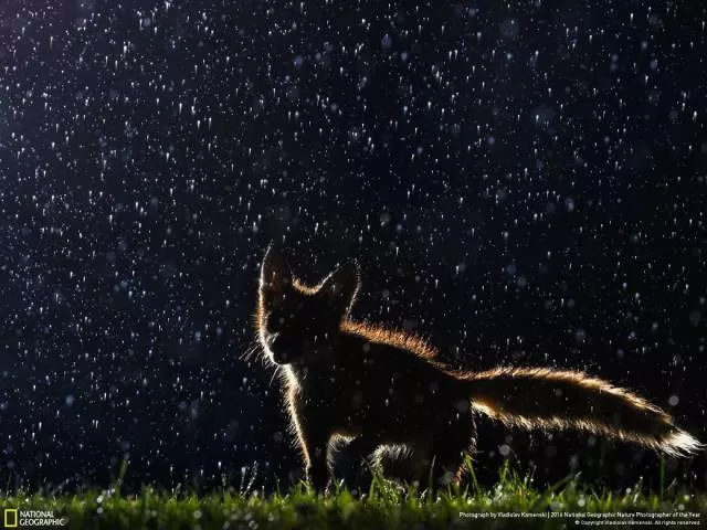 The best works from national geographic nature photographer - #1 