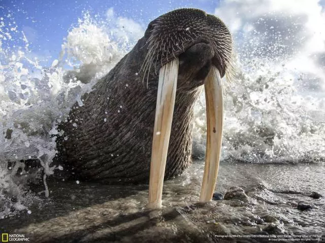 The best works from national geographic nature photographer - #11 