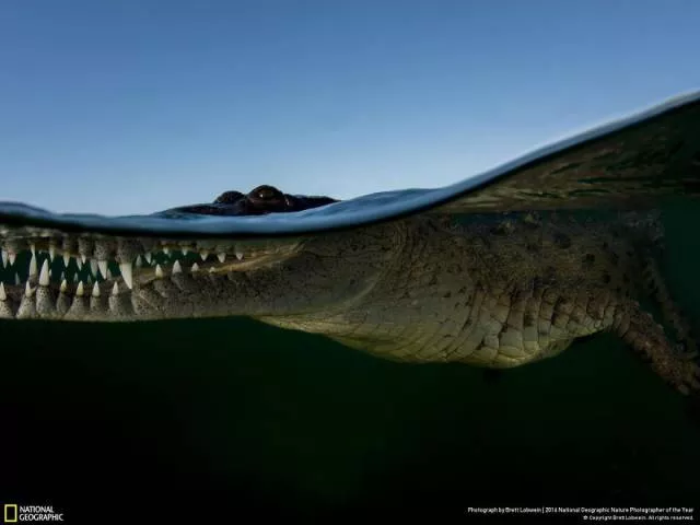 The best works from national geographic nature photographer - #12 