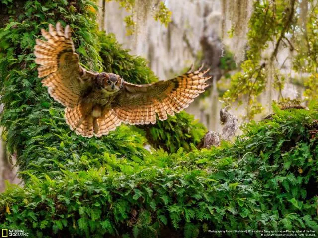 The best works from national geographic nature photographer - #14 