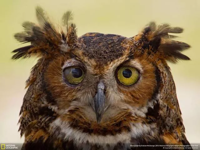 The best works from national geographic nature photographer - #15 