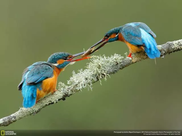 The best works from national geographic nature photographer - #17 
