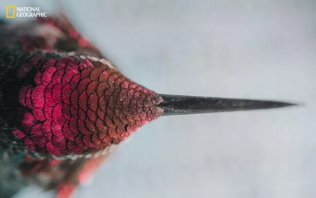 The best works from national geographic nature photographer - #2 