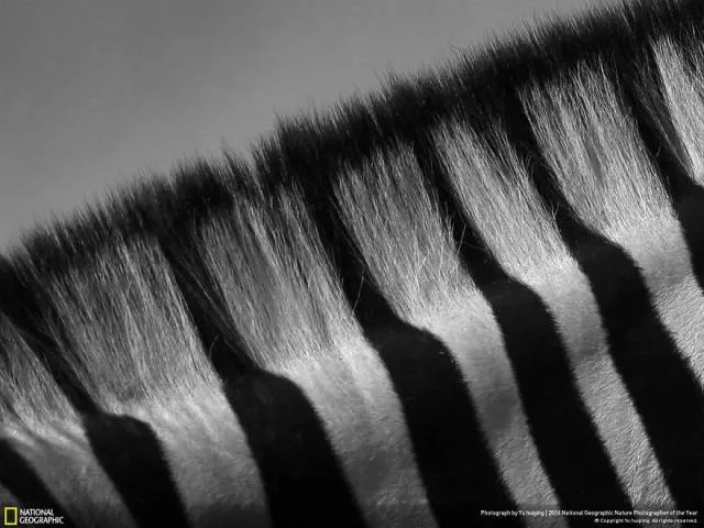 The best works from national geographic nature photographer - #20 