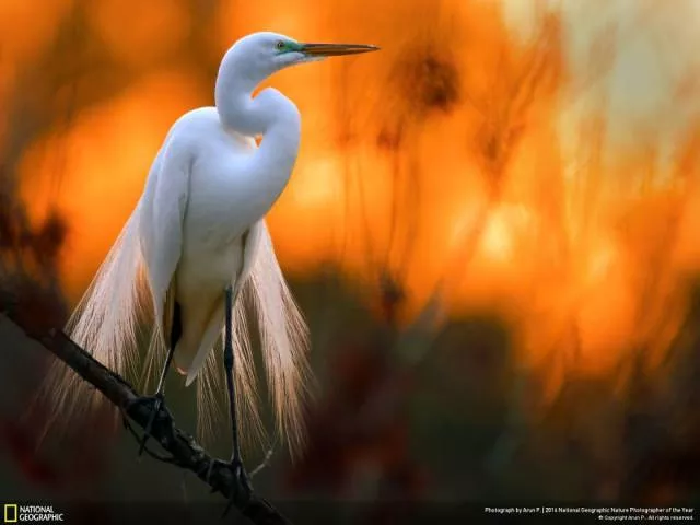 The best works from national geographic nature photographer - #24 