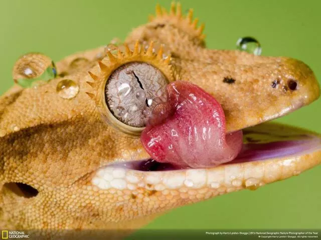 The best works from national geographic nature photographer - #27 