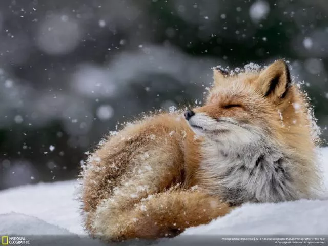 The best works from national geographic nature photographer - #3 
