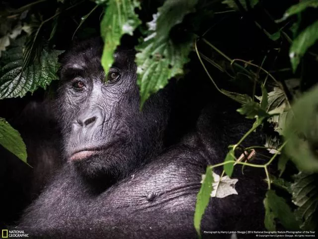The best works from national geographic nature photographer
