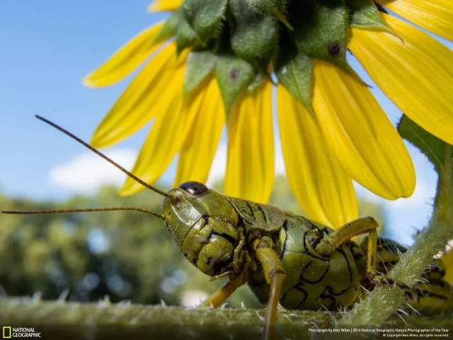 The best works from national geographic nature photographer - #32 
