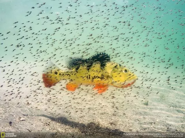 The best works from national geographic nature photographer - #33 
