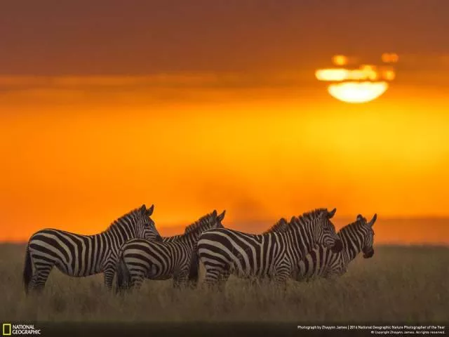 The best works from national geographic nature photographer - #37 