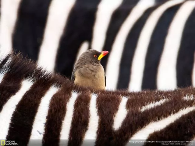 The best works from national geographic nature photographer - #38 
