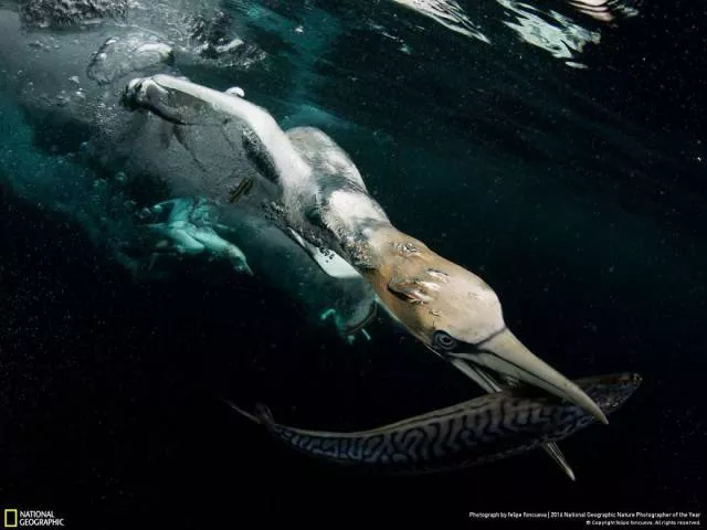 The best works from national geographic nature photographer - #40 