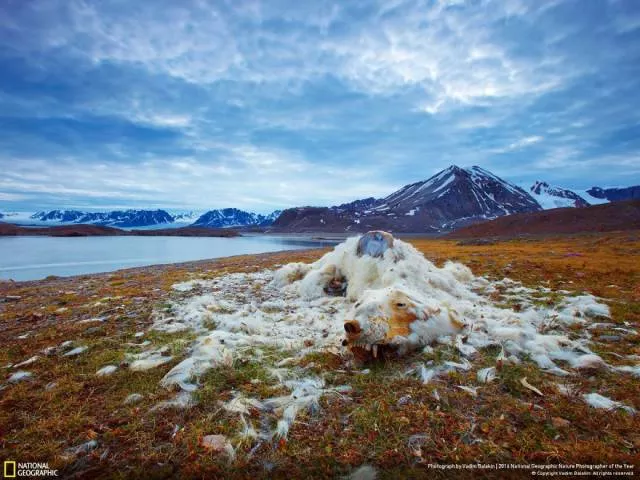 The best works from national geographic nature photographer - #41 