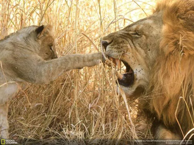 The best works from national geographic nature photographer - #42 