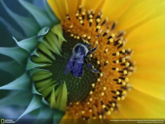 The best works from national geographic nature photographer - #44 