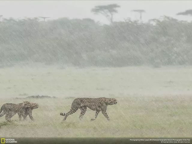The best works from national geographic nature photographer - #46 