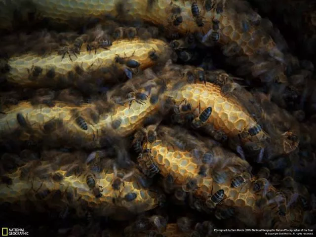 The best works from national geographic nature photographer - #47 