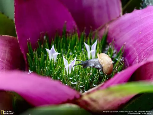 The best works from national geographic nature photographer - #5 