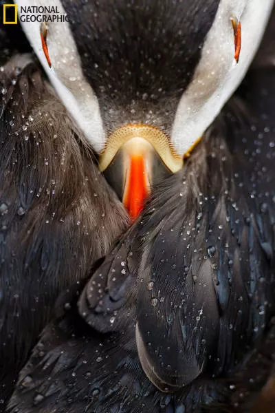 The best works from national geographic nature photographer - #8 