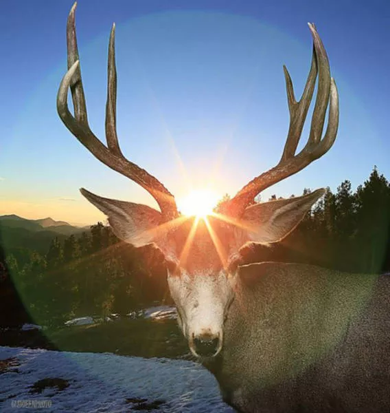 The most unusual pictures - #21 