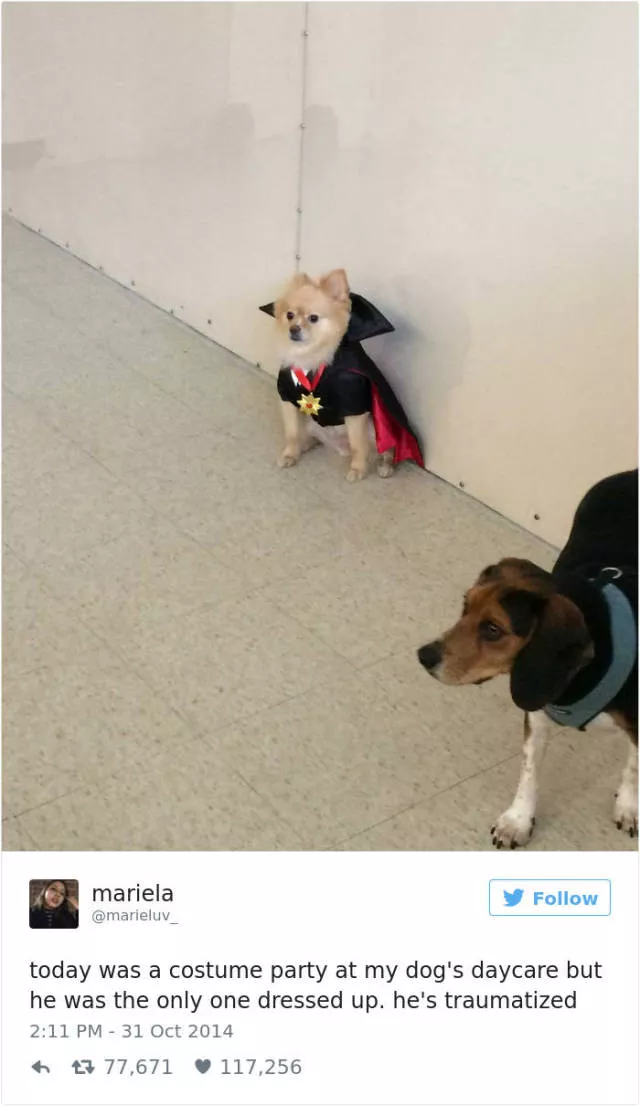 Les meilleurs tweets droles sur les chiens - #1 