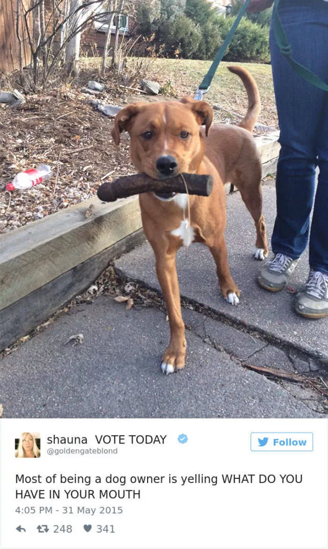 The funniest tweets about dogs - #10 