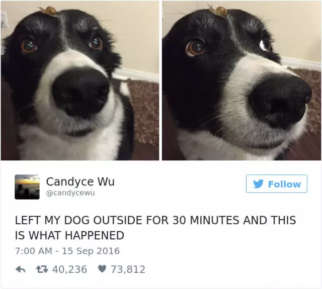 The funniest tweets about dogs - #11 