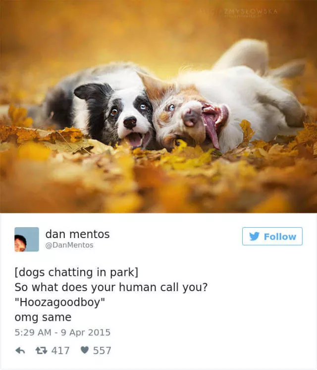 Les meilleurs tweets droles sur les chiens - #12 