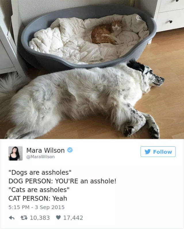 The funniest tweets about dogs - #14 