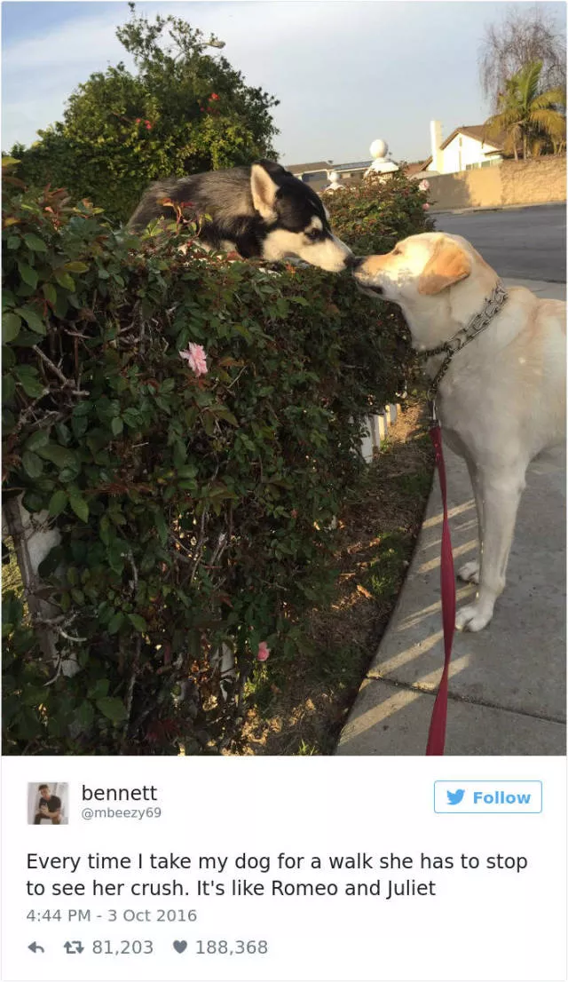The funniest tweets about dogs - #15 