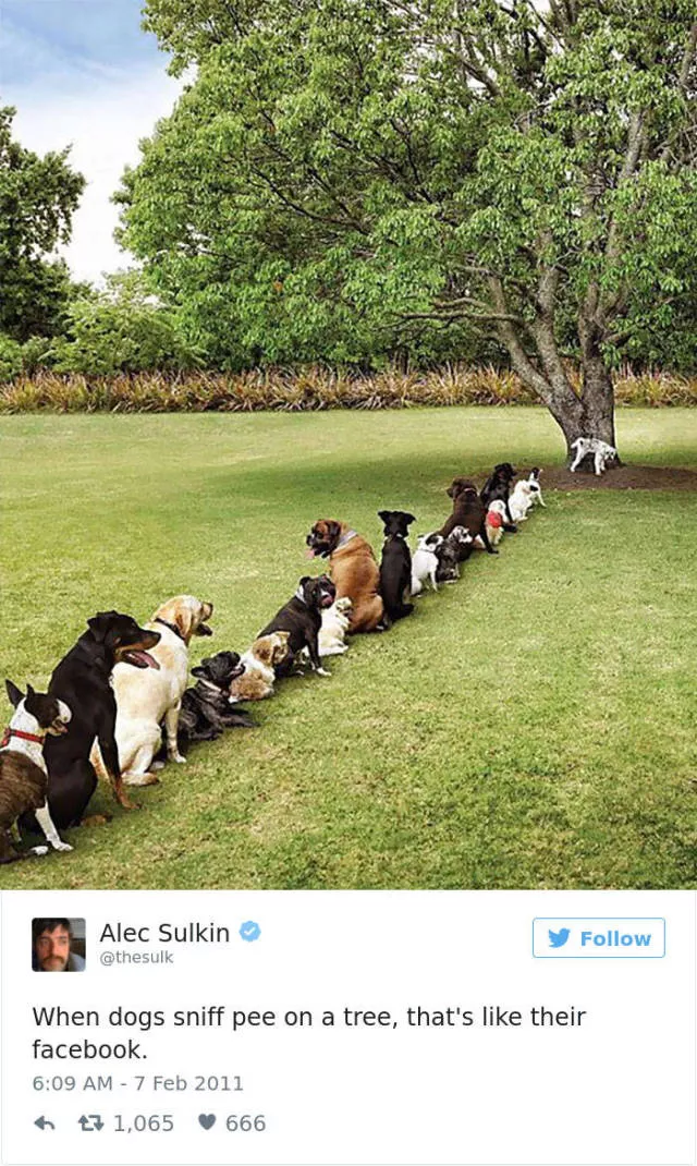 The funniest tweets about dogs - #16 