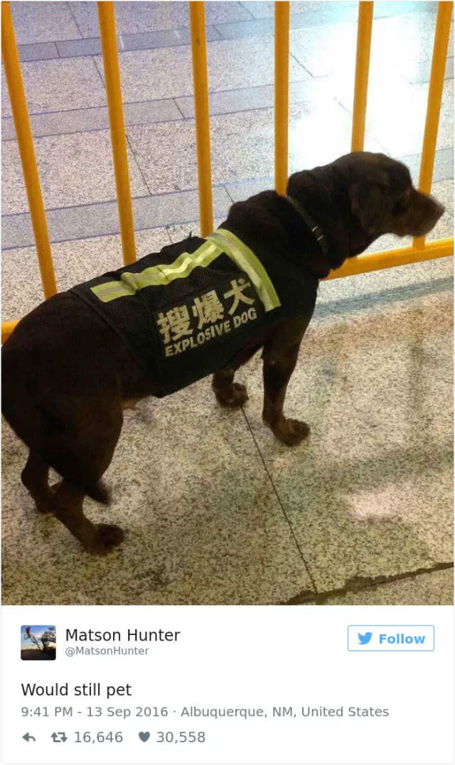 Les meilleurs tweets droles sur les chiens - #18 