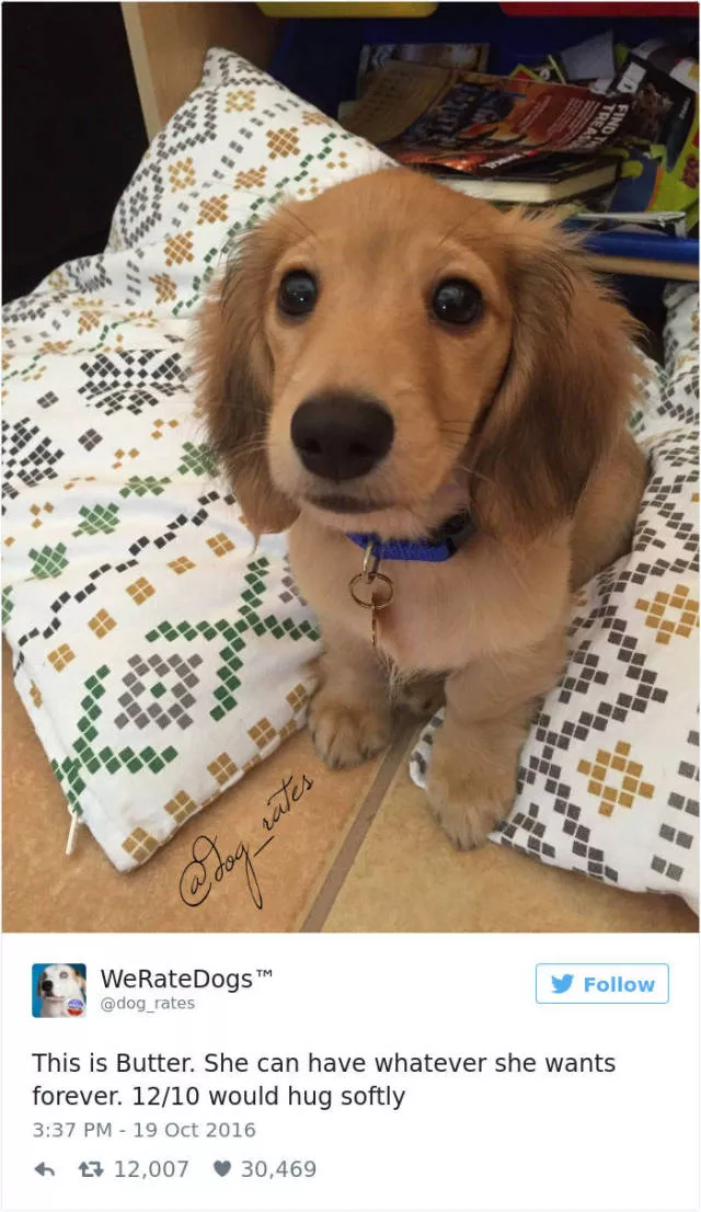 The funniest tweets about dogs - #19 