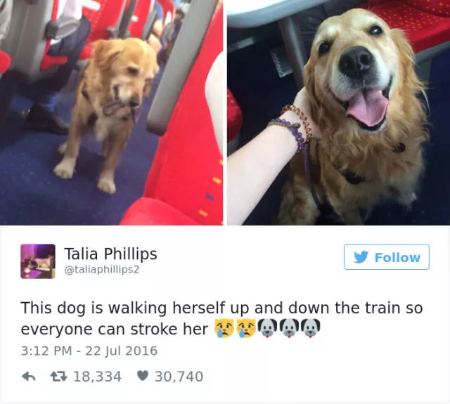 The funniest tweets about dogs
