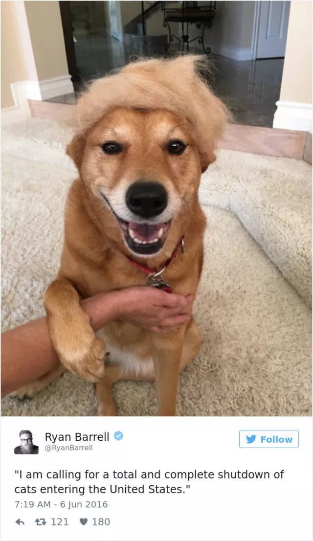 The funniest tweets about dogs - #22 The funniest tweets about dogs - #22