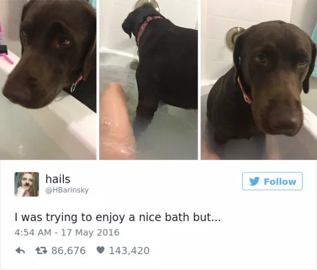 Les meilleurs tweets droles sur les chiens - #23 