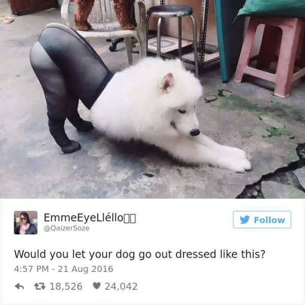 The funniest tweets about dogs