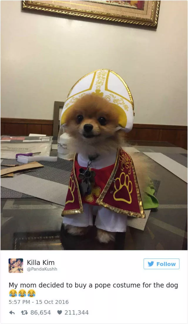 Les meilleurs tweets droles sur les chiens - #25 