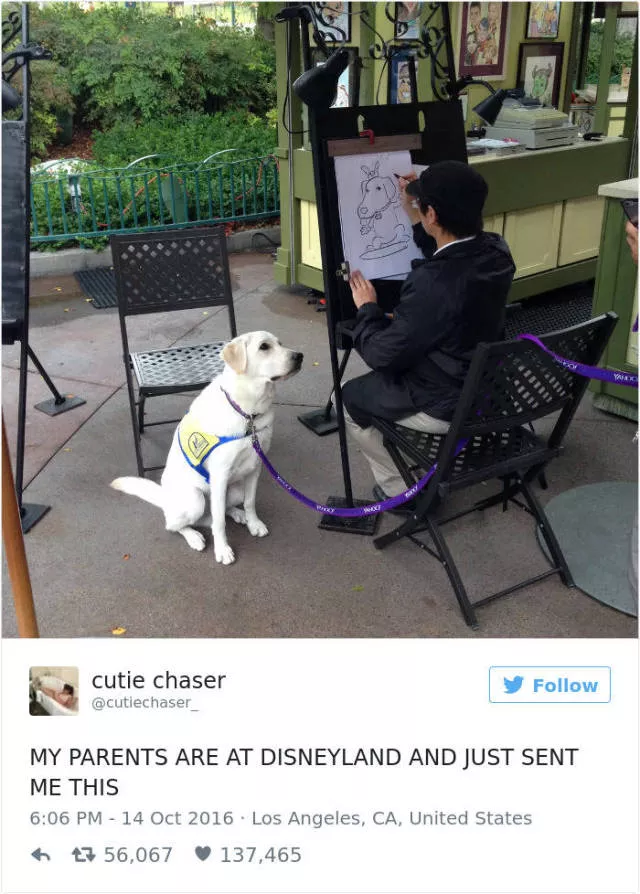 Les meilleurs tweets droles sur les chiens - #26 