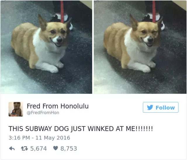 Les meilleurs tweets droles sur les chiens - #28 