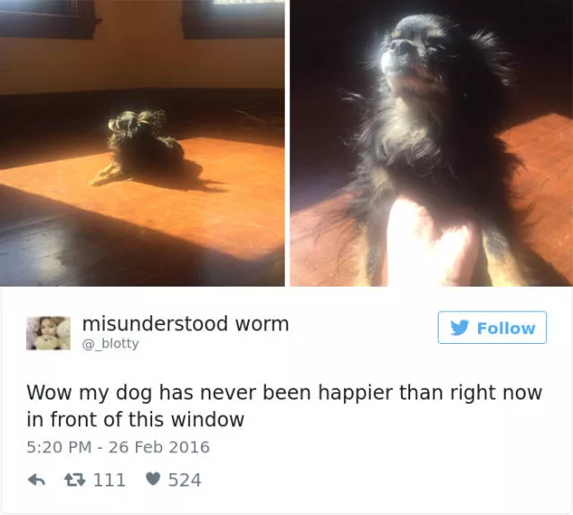 Les meilleurs tweets droles sur les chiens - #29 