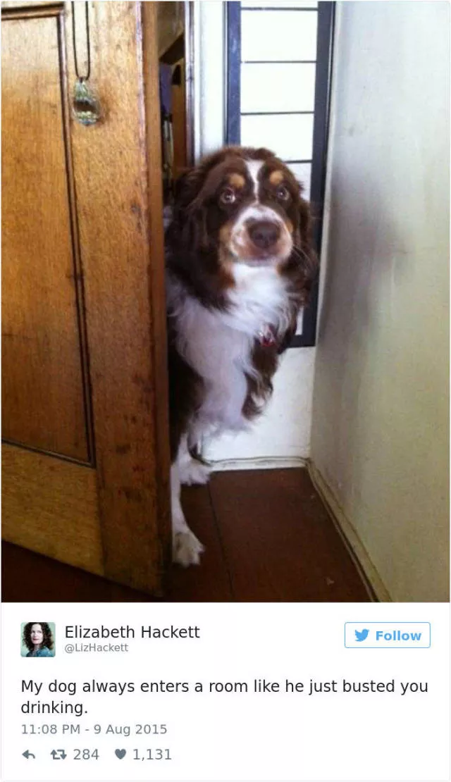 The funniest tweets about dogs - #3 